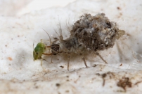Une larve de Chrysope (Neuroptre - Chrysopidae - Pseudomallada sp.)